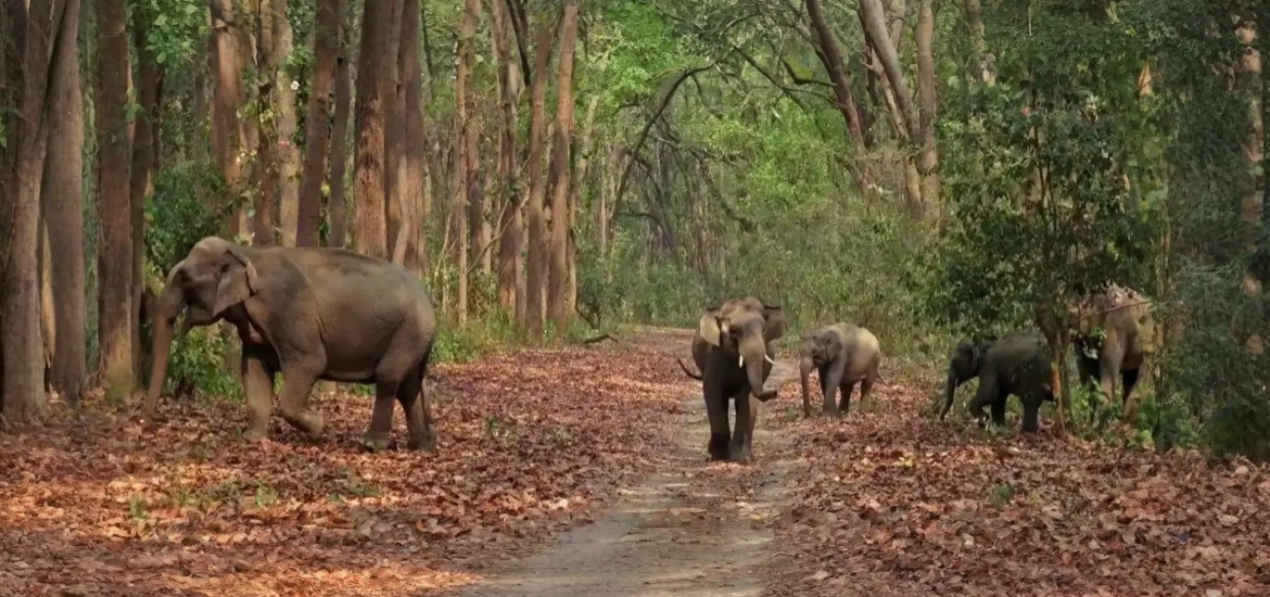 Elephant in Corbett