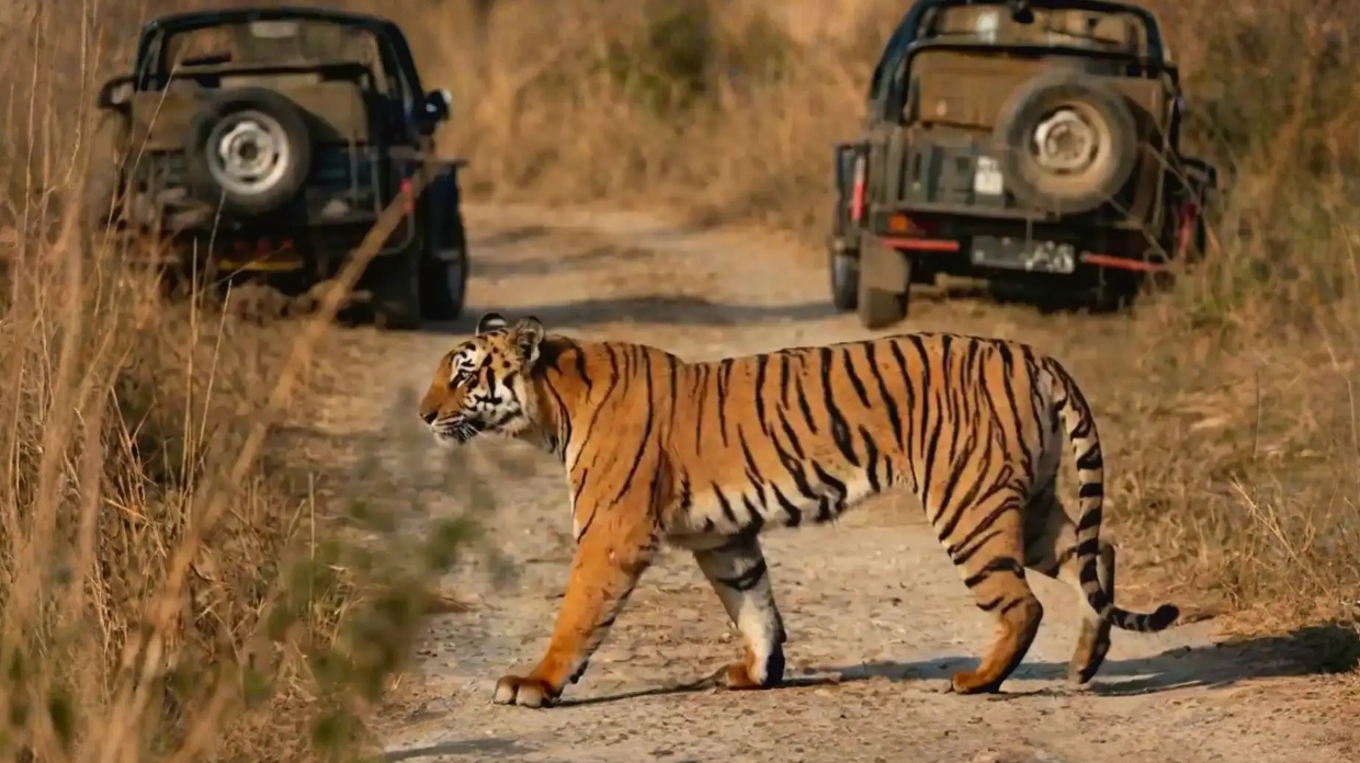 Royal Bengal tiger on a luxury Corbett safari