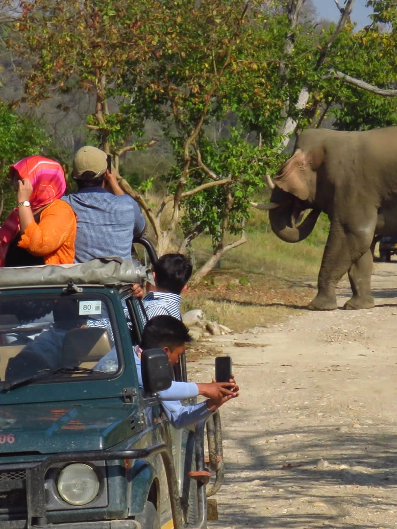 Bijrani elephant safari