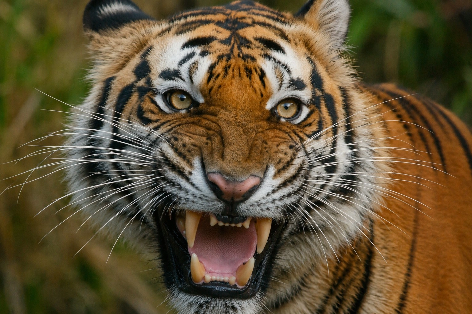 royal bengal tiger india close up showing vibrissae and powerful canines