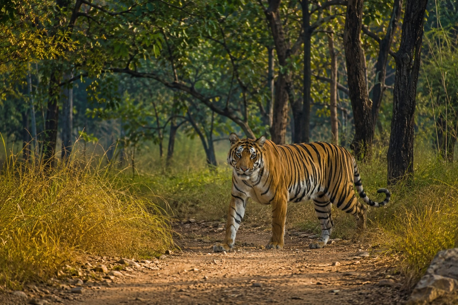 royal bengal tiger india forest habitat in central indian landscape
