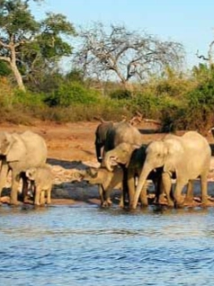 Phato zone elephant safari