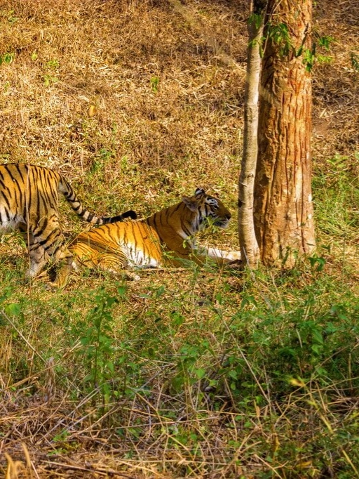 Phato zone luxury tiger safari