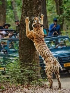 Jhirna zone year-round luxury safari